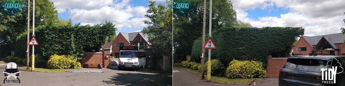 Tidy_Trees's tweet photo. Large Conifer hedge trim in #Edwalton #WestBridgford #Nottingham. #TidyTrees https://t.co/MfRkeMeqRD