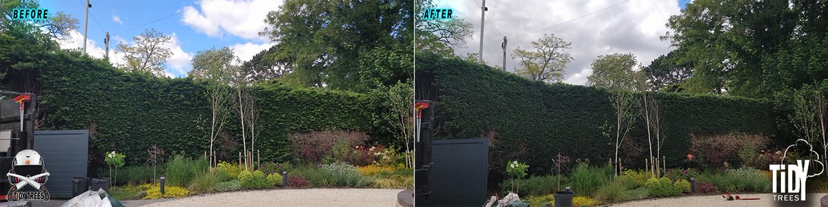 Tidy_Trees's tweet photo. Large Conifer hedge trim in #Edwalton #WestBridgford #Nottingham. #TidyTrees https://t.co/MfRkeMeqRD