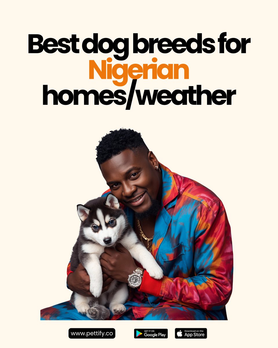 usepettify's tweet photo. Thinking of getting a dog in Nigeria?
Before you fall in love with a puppy, you need to consider the heat, humidity and your living space. Not every breed can handle the heat in Nigeria. https://t.co/UZJZgZc5DM