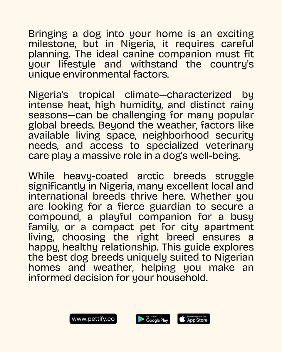 usepettify's tweet photo. Thinking of getting a dog in Nigeria?
Before you fall in love with a puppy, you need to consider the heat, humidity and your living space. Not every breed can handle the heat in Nigeria. https://t.co/UZJZgZc5DM