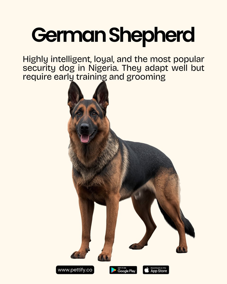 usepettify's tweet photo. Thinking of getting a dog in Nigeria?
Before you fall in love with a puppy, you need to consider the heat, humidity and your living space. Not every breed can handle the heat in Nigeria. https://t.co/UZJZgZc5DM