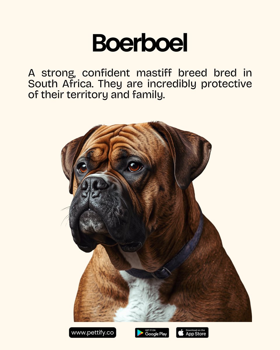 usepettify's tweet photo. Thinking of getting a dog in Nigeria?
Before you fall in love with a puppy, you need to consider the heat, humidity and your living space. Not every breed can handle the heat in Nigeria. https://t.co/UZJZgZc5DM