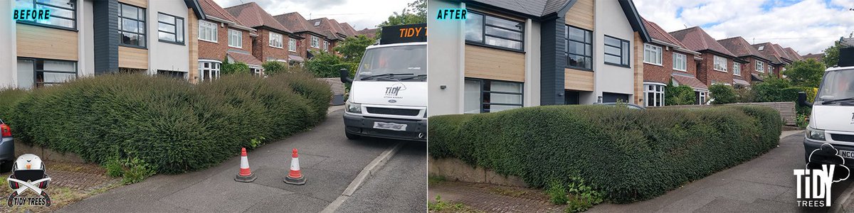 Tidy_Trees's tweet photo. A regular Box hedge trim in #WestBridgford #Nottingham #TidyTrees https://t.co/FvS37QnCjM