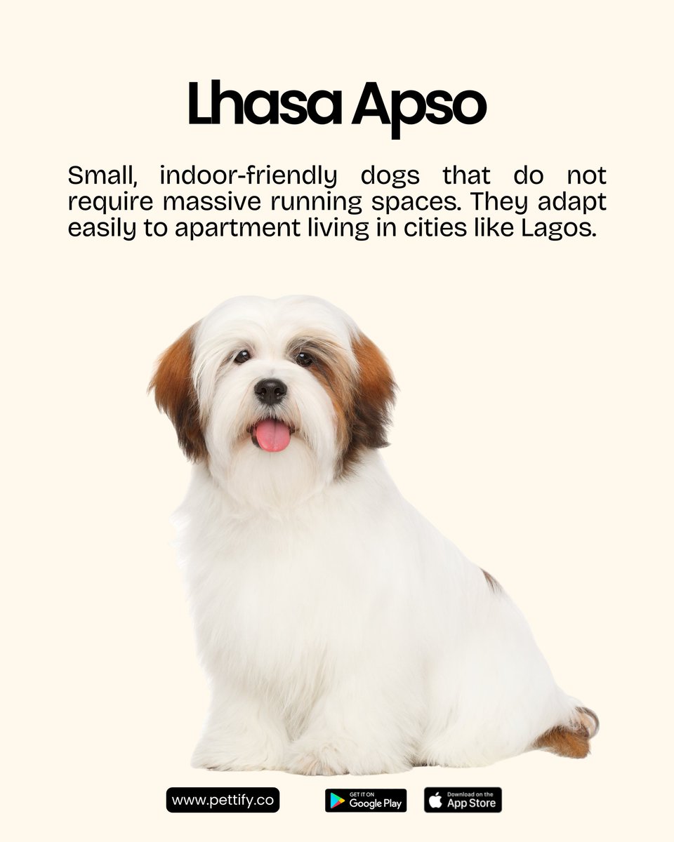usepettify's tweet photo. Whether you need a fierce security guard for your compound, a playful family companion or a low-maintenance apartment pet, you can get all types of pets on Pettify.

Tap the link in our bio to find your perfect match. https://t.co/b1GHOGazoN