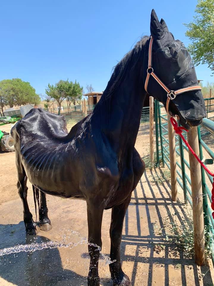 danicabezas1's tweet photo. Aunque no lo creas, los caballos no están ahí para llevarte a ti: si quieres un vehículo, te compras una moto.

Dejemos de explotar a los animales. Es cruel, es innecesario. 

Foto: @santuariovegan https://t.co/ChyNrjT2a6