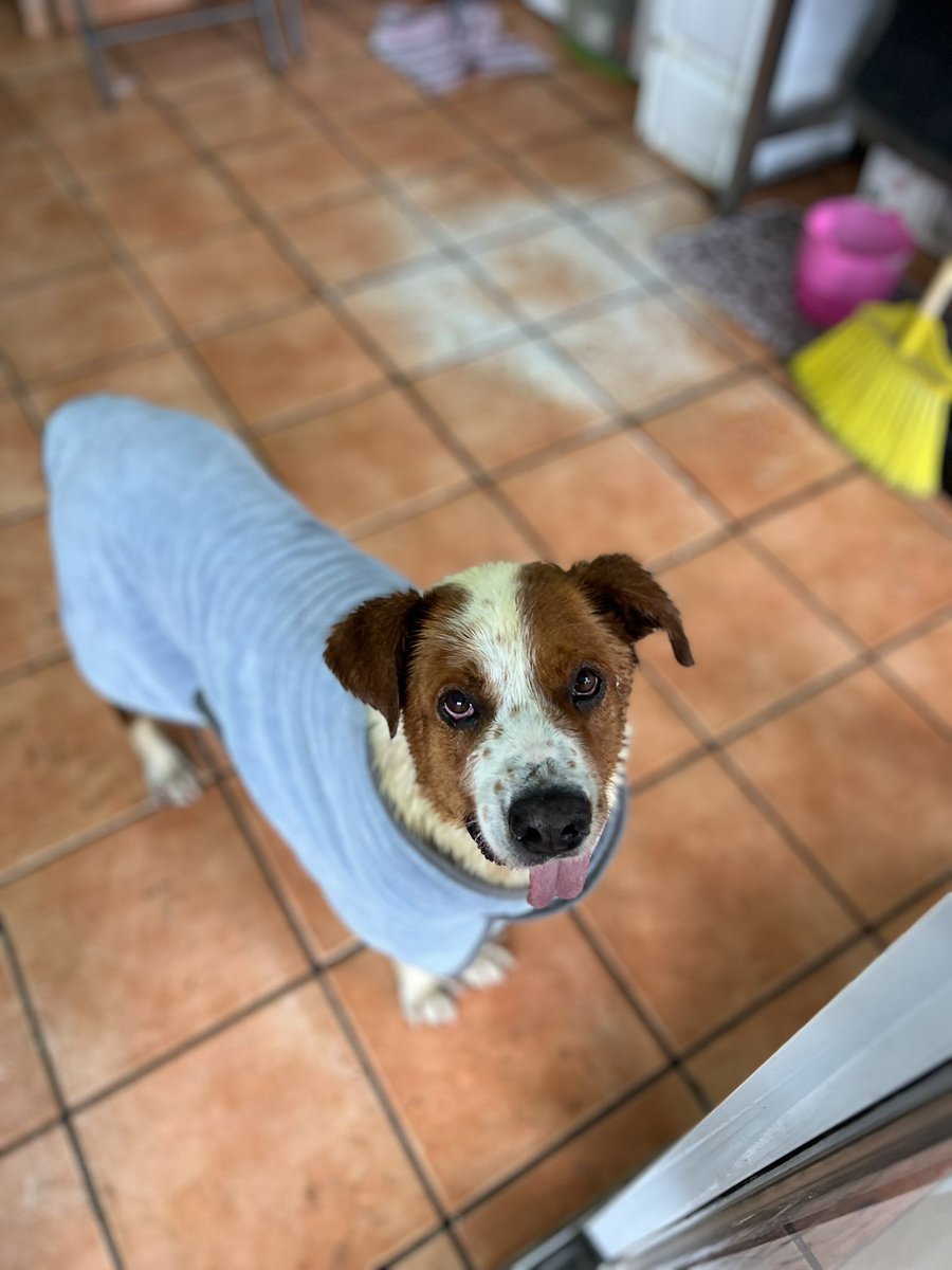 𝙷𝚎𝚕𝚊 𝙼𝚘𝚛𝚎 🐶 tweet media