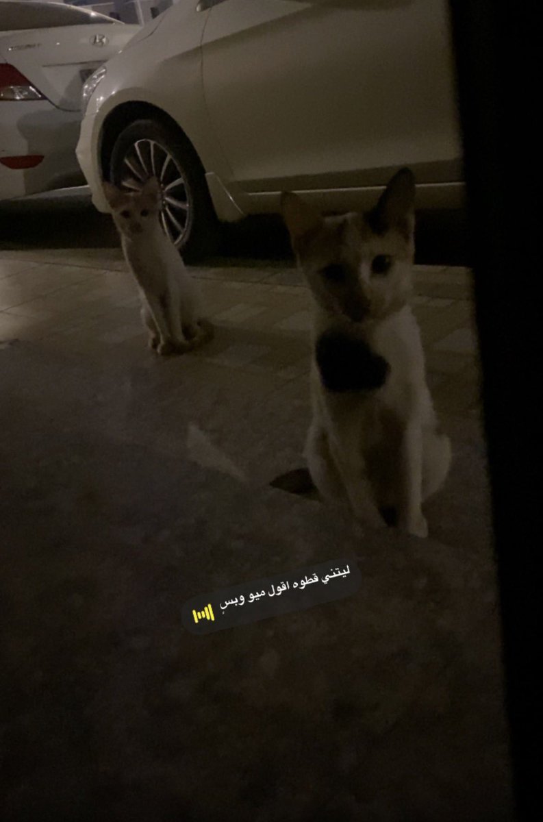 Layan_s12's tweet photo. @TULLii11 شوفو هذي🥹 https://t.co/foSQeSQplh