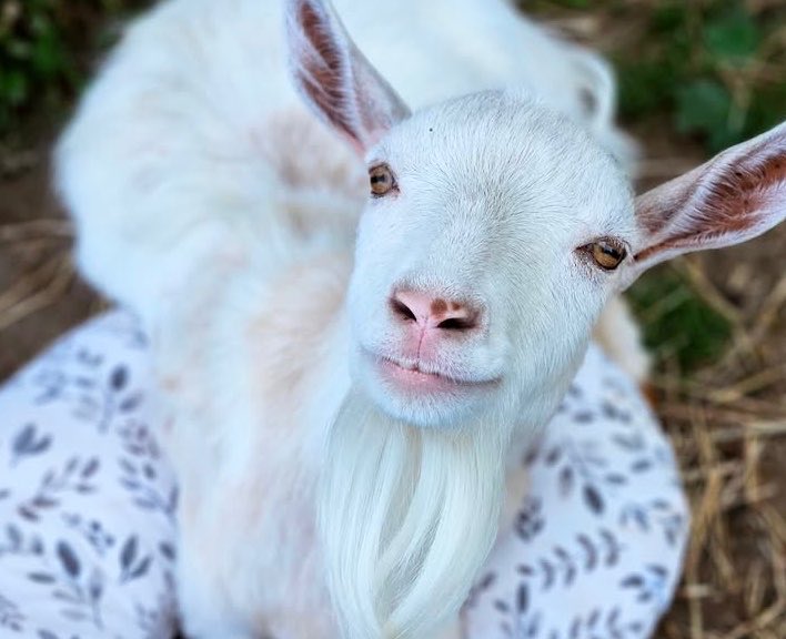 Goat of the Day 🐐 tweet media