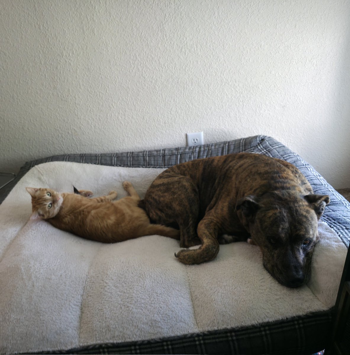 RioShouts's tweet photo. My orange cat has decided my old dog is his new best friend. My old dog is learning to adapt to his new small shadow. https://t.co/yXJxSSzqRo