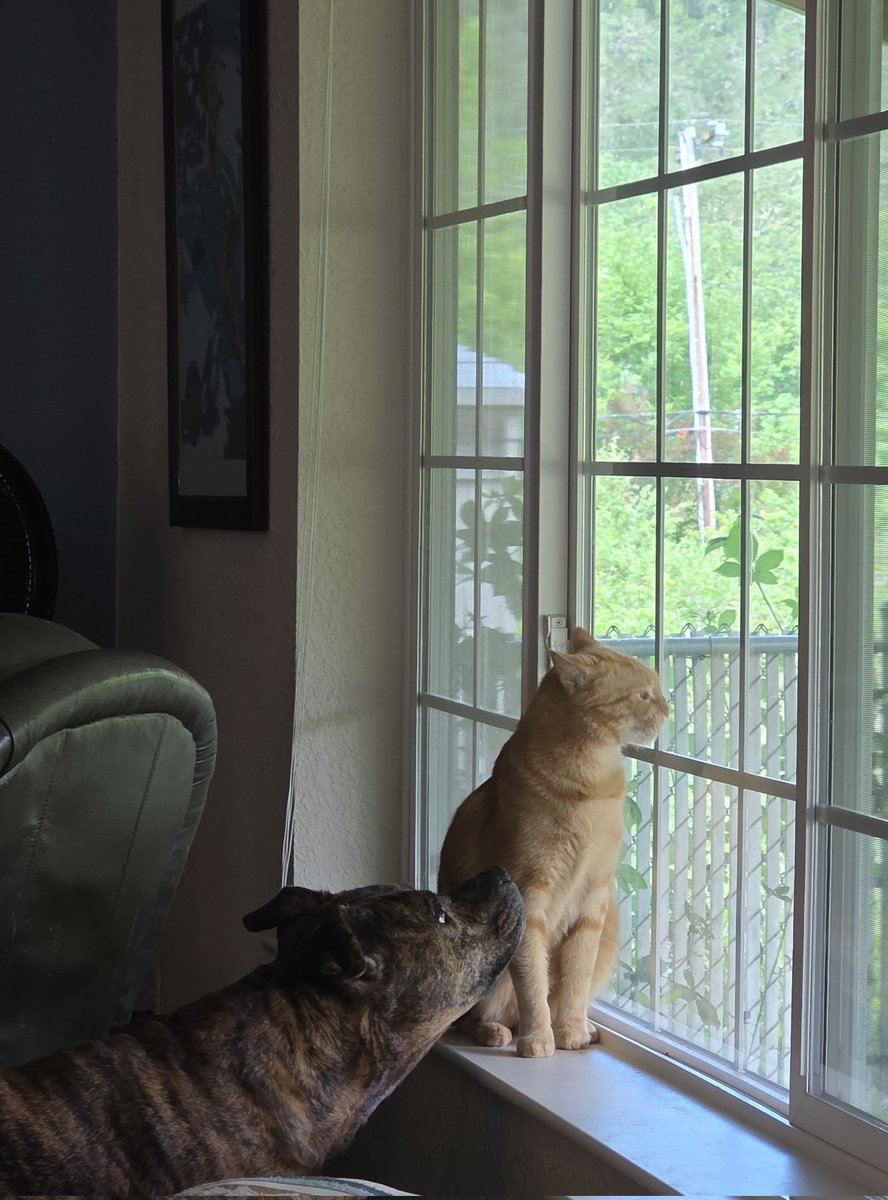 RioShouts's tweet photo. My orange cat has decided my old dog is his new best friend. My old dog is learning to adapt to his new small shadow. https://t.co/yXJxSSzqRo