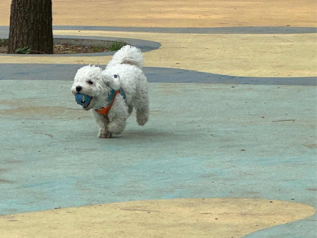 andy4123's tweet photo. Watched my fluffy puppy transform from a wobbly ball of fur to a tiny zooming goofball today – growth hits different when they’re your whole heart , https://t.co/H66UBmjJv1
