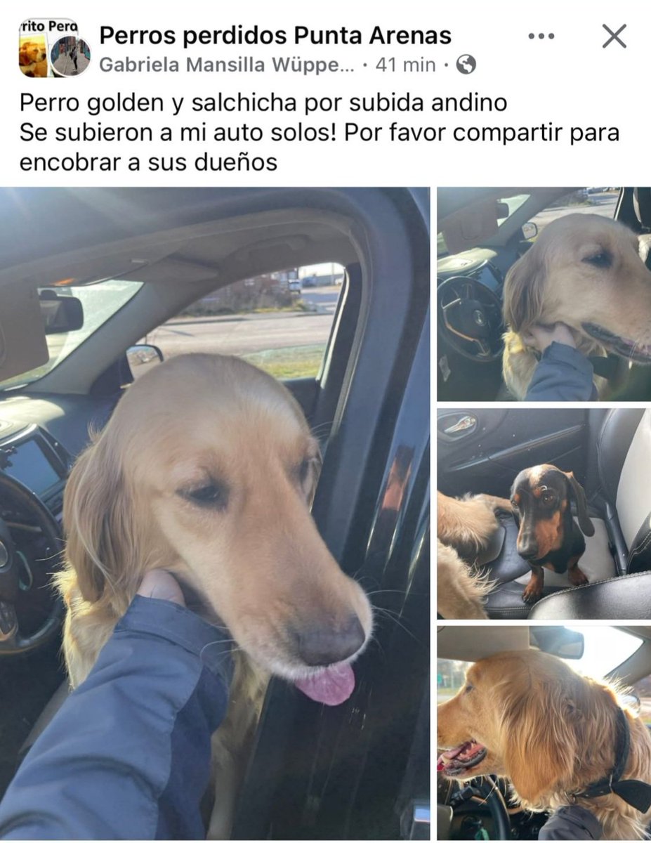 🐶🦮🐈Baltazar..🐕🐕🦺🐈 tweet media
