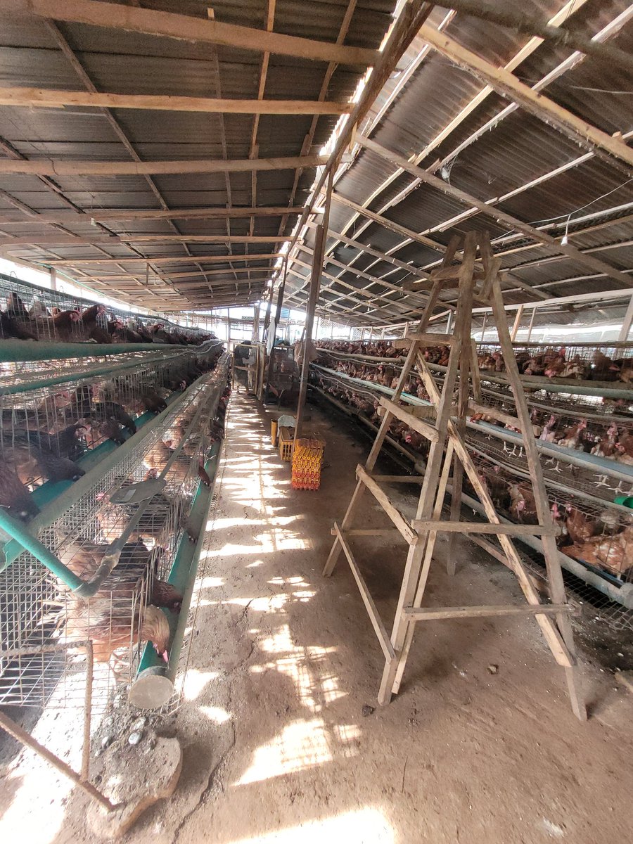 Poultry_chick's tweet photo. Happy new week ✨️ 

#Ronayafarms #poultry #farm https://t.co/0w4uyQSmnB