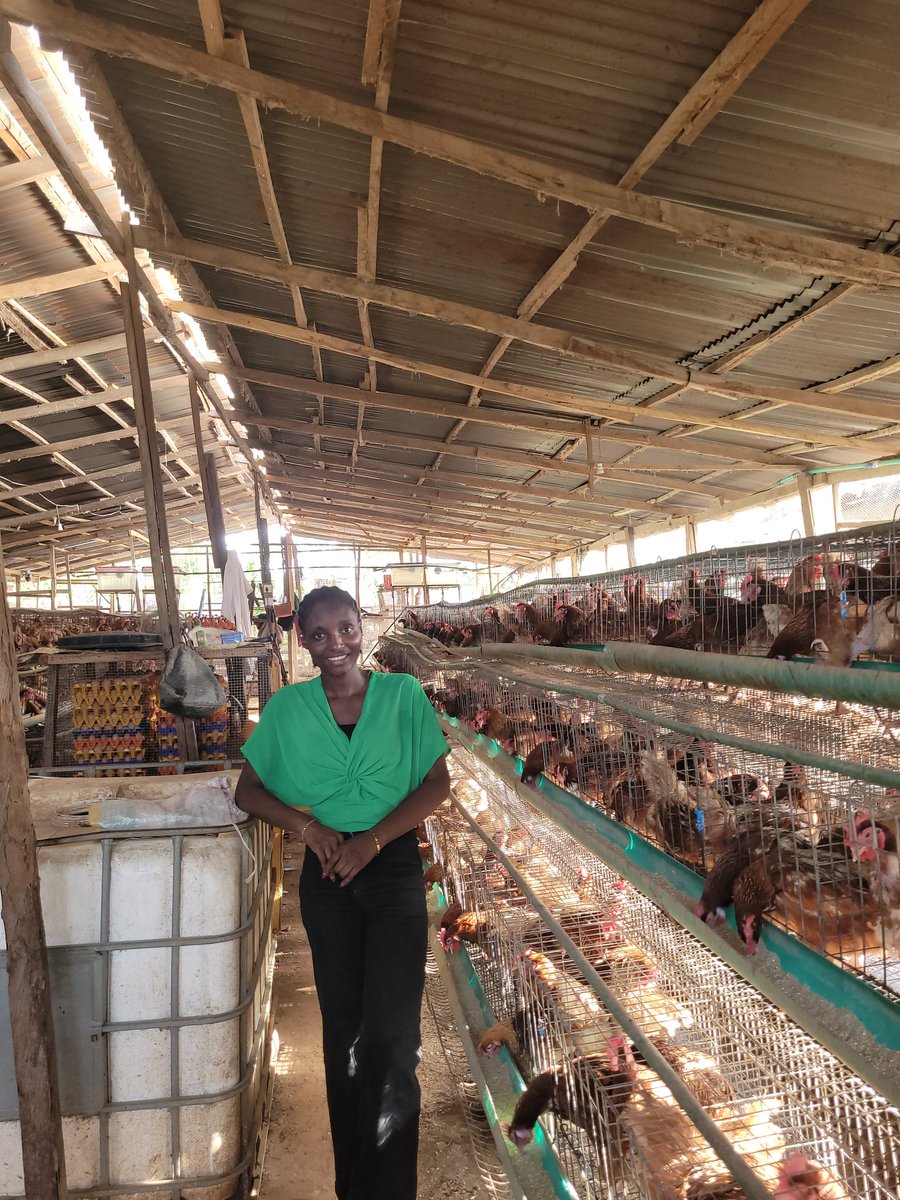 Poultry_chick's tweet photo. Happy new week ✨️ 

#Ronayafarms #poultry #farm https://t.co/0w4uyQSmnB