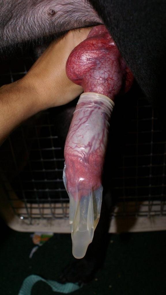 Anabel🍆🐾 tweet media