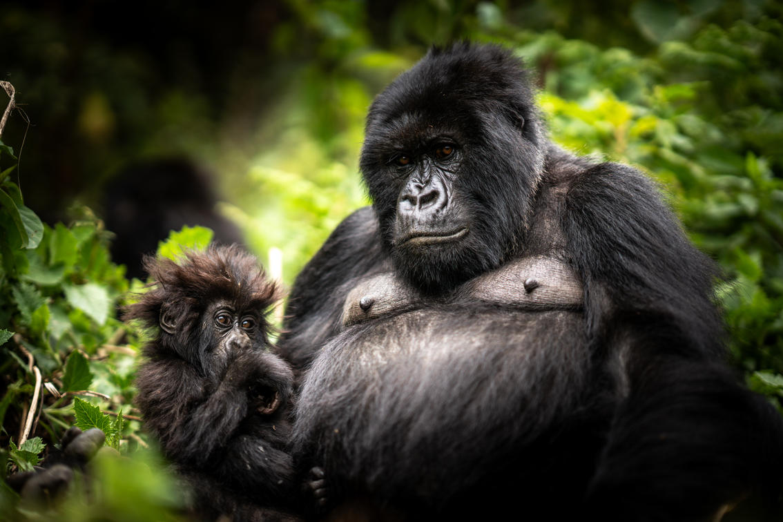 Bwindi Gorilla Trekking Safari Company tweet media