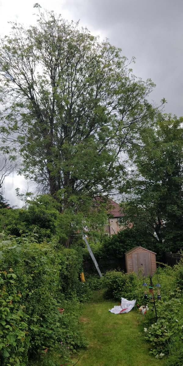 Tidy_Trees's tweet photo. Pruning back 3 trees that overhang from next door in Lady Bay, West Bridgford, Nottingham. #TidyTrees https://t.co/iqHvpVbnt0