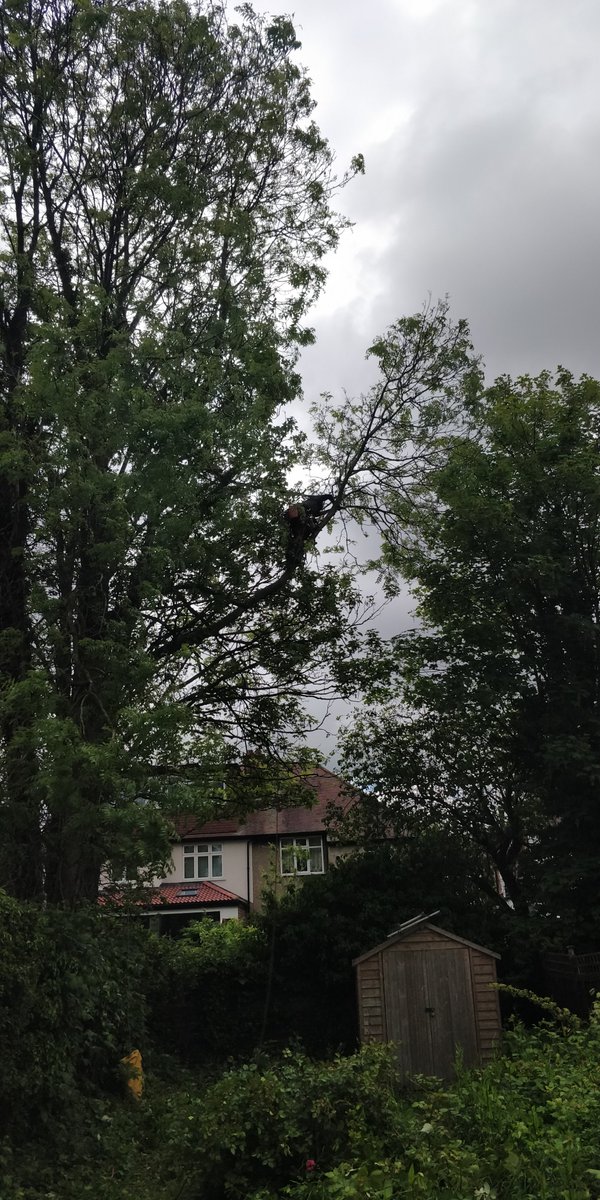 Tidy_Trees's tweet photo. Pruning back 3 trees that overhang from next door in Lady Bay, West Bridgford, Nottingham. #TidyTrees https://t.co/iqHvpVbnt0