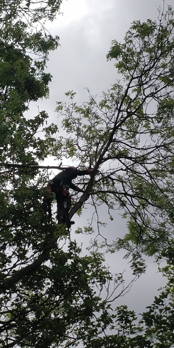 Tidy_Trees's tweet photo. Pruning back 3 trees that overhang from next door in Lady Bay, West Bridgford, Nottingham. #TidyTrees https://t.co/iqHvpVbnt0