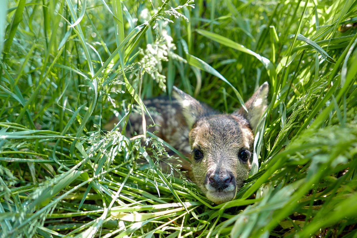 WVExplorer's tweet photo. Each spring, West Virginia officials field calls about young wildlife that may appear abandoned but, in most cases, are behaving as they should in the wild. https://t.co/Say42RgngU #wildlife #westvirginia #wvdnr #abandoned #wvexplorer https://t.co/rSVHnOGmX5