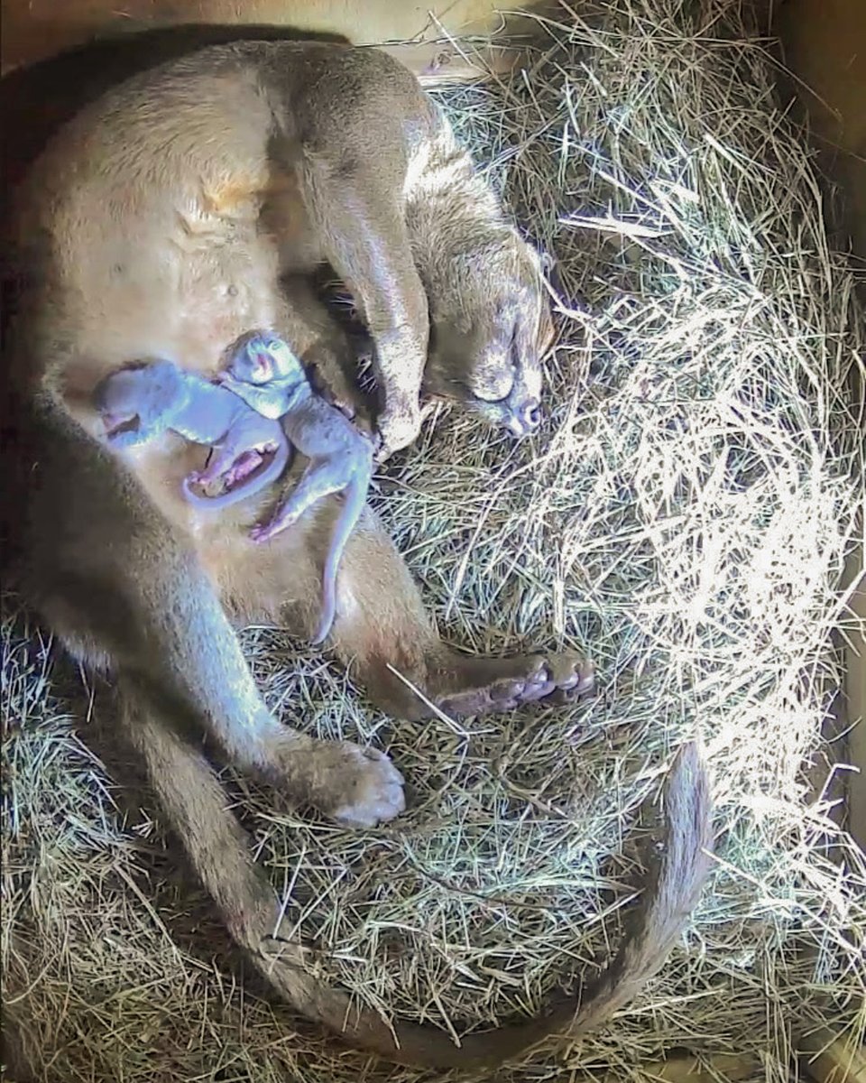 Central Florida Zoo tweet media