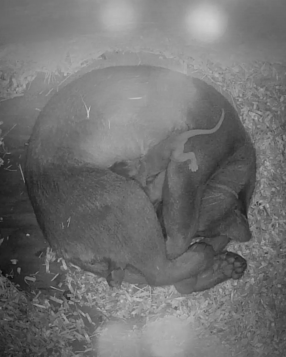 Central Florida Zoo tweet media