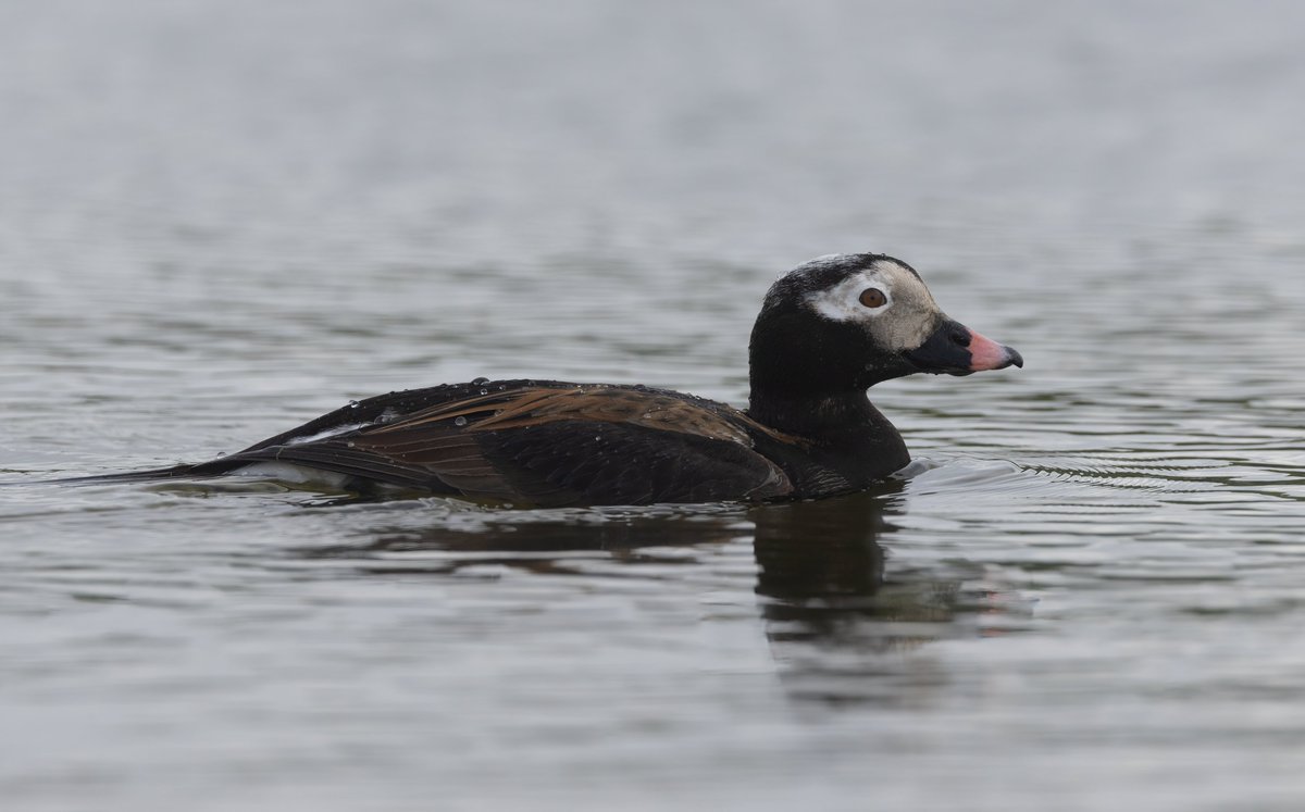 Ashley_Howe1990's tweet photo. Unusual for the south coast this time of year and in this plumage, this Long-tailed Duck was extremely tame, preferring to feed in the shallow margins of the Meander Pool at Cuckmere Haven, East Sussex https://t.co/qzWnK1r3cc
