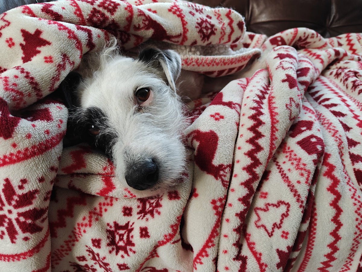 BarronMedia's tweet photo. Ruby likes her comfort while watching the telly https://t.co/amgocdmsI3