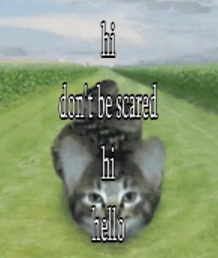 cats being cats tweet media