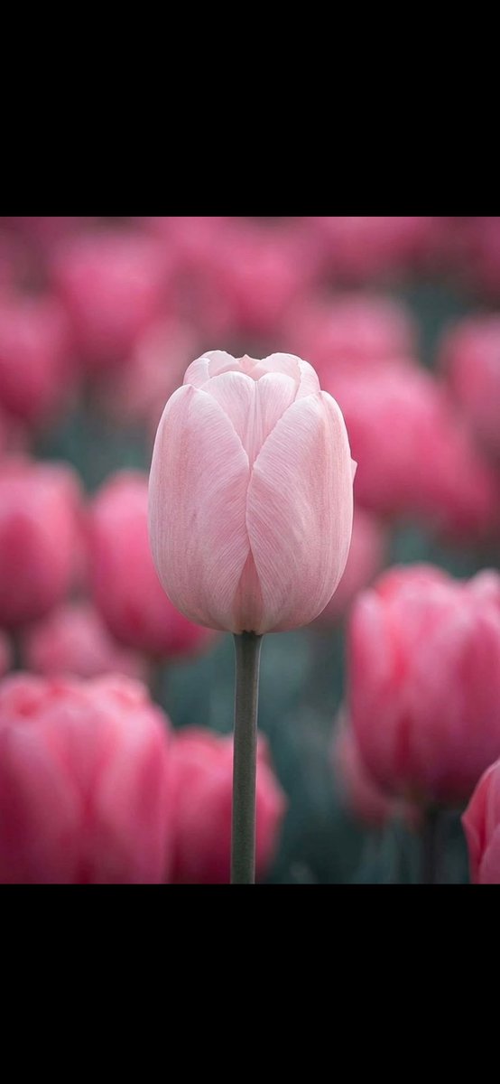 Maxilabs's tweet photo. Good Night 😴 My Friends I Hope You Have Happy Dreams 🙂 https://t.co/ynM8YLEiF3