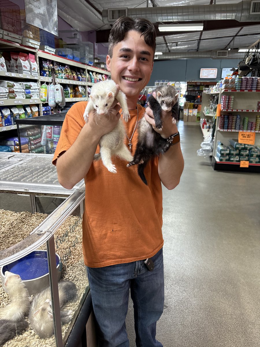 PrattsPets_EM's tweet photo. We have ferrets!

Come in to see these interactive pets! They are extremely popular, so hurry in! https://t.co/2aGk4rmkUu