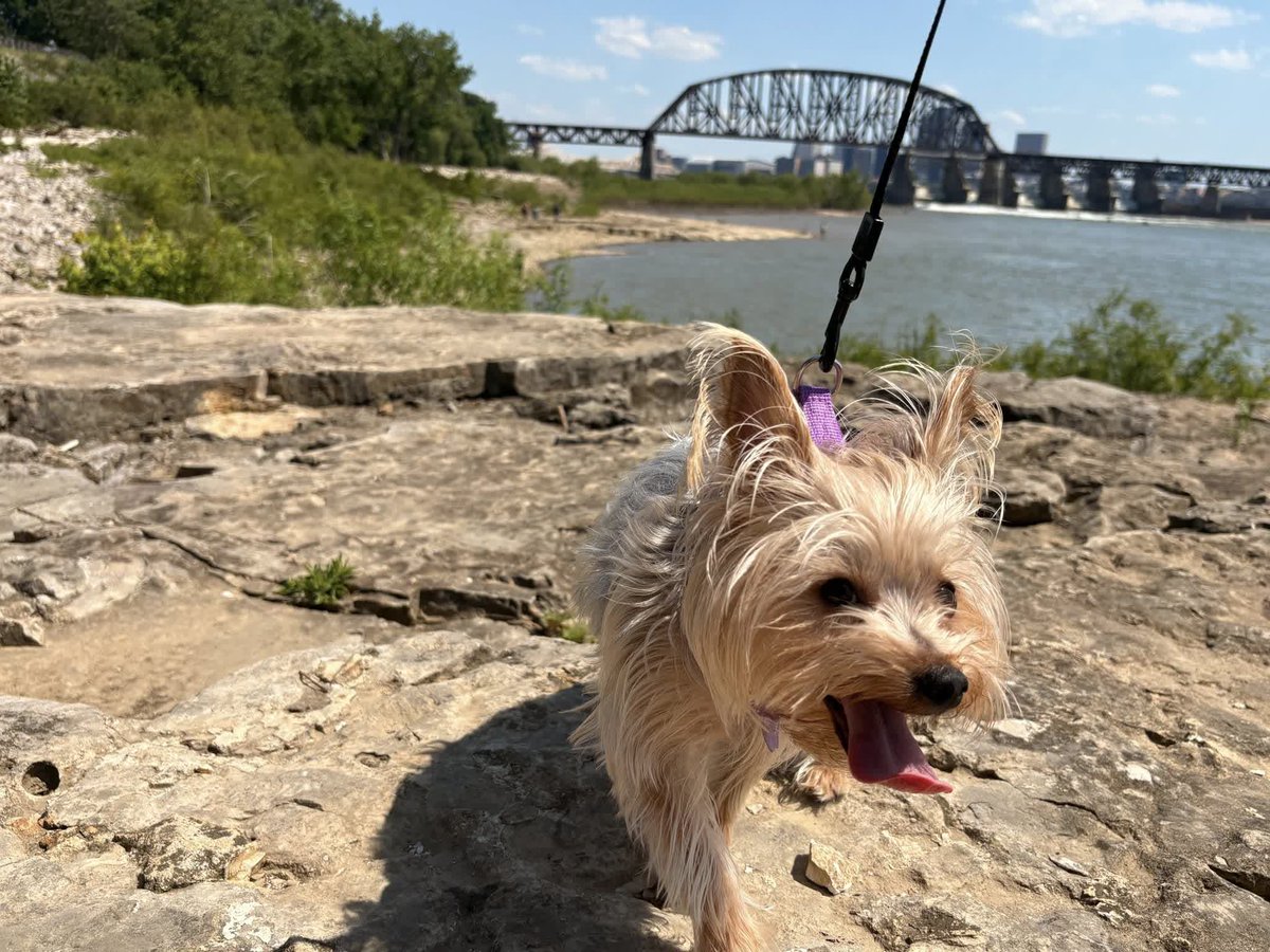 GoSoIN's tweet photo. History adventures are better with a dog copilot. 💙🐾🇺🇸🦬

Craig and Maggie spent the weekend exploring stops along the Historic SoIN: Red, White and Billie passport. Sign up for your FREE passport today. https://t.co/nQSKHWQcrf

📸: Craig Alex Martorana

#GoSoIN https://t.co/6x3iUoPlxw