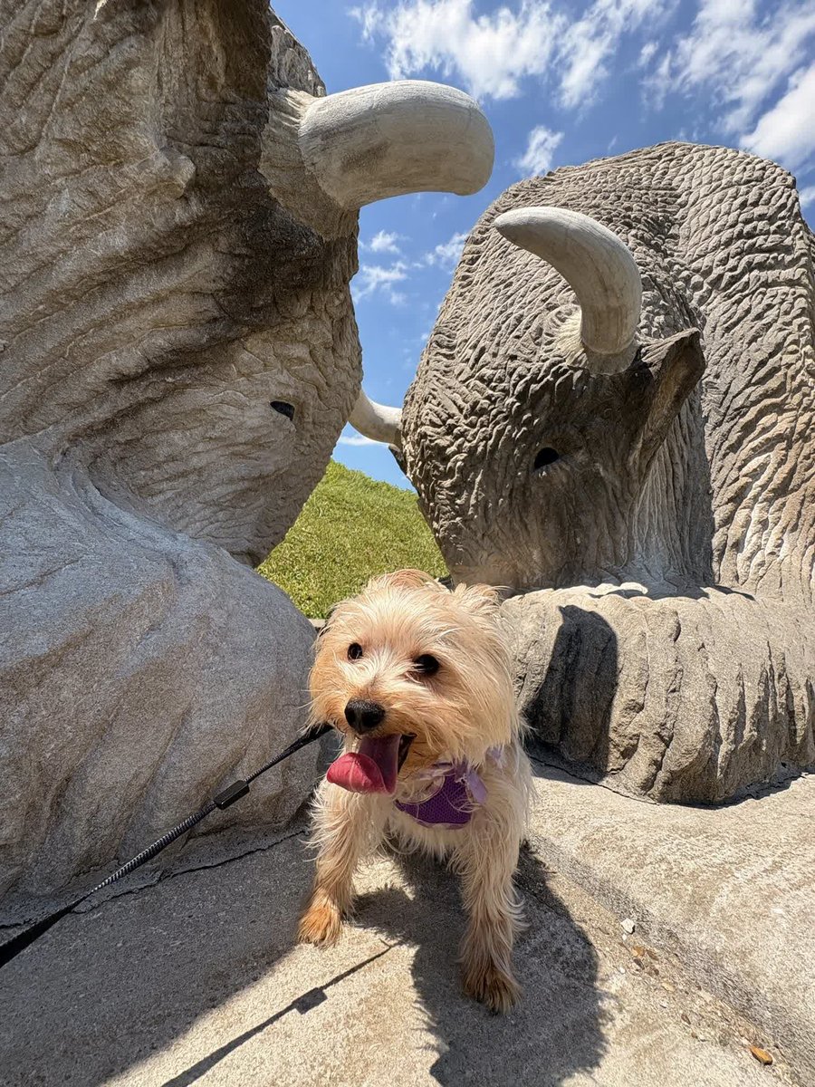 GoSoIN's tweet photo. History adventures are better with a dog copilot. 💙🐾🇺🇸🦬

Craig and Maggie spent the weekend exploring stops along the Historic SoIN: Red, White and Billie passport. Sign up for your FREE passport today. https://t.co/nQSKHWQcrf

📸: Craig Alex Martorana

#GoSoIN https://t.co/6x3iUoPlxw