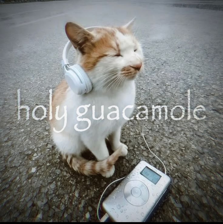 𝖥𝗋𝖾𝗒,⋆ tweet media