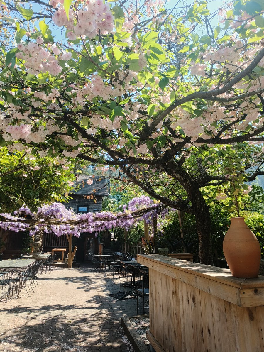 lapideptus's tweet photo. recent vancouver trip 🥹🌸💐 https://t.co/OgQ74n3T6u