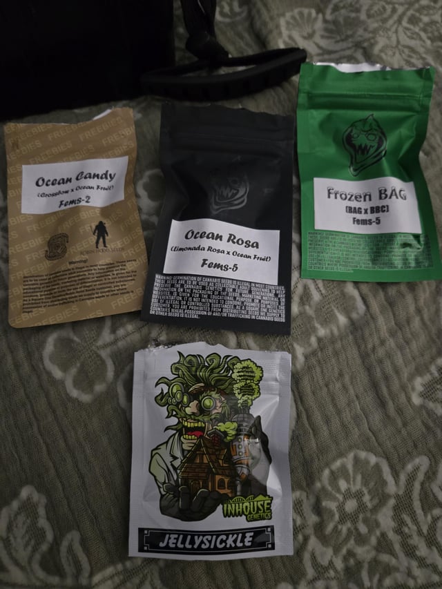 inhouse_made's tweet photo. 4 packs of seeds going out for giveaway.. 

comment ("I want")
Share 
Likes 
Follow 

Shop link https://t.co/9g0PDicESM https://t.co/WPtpM9XaBo