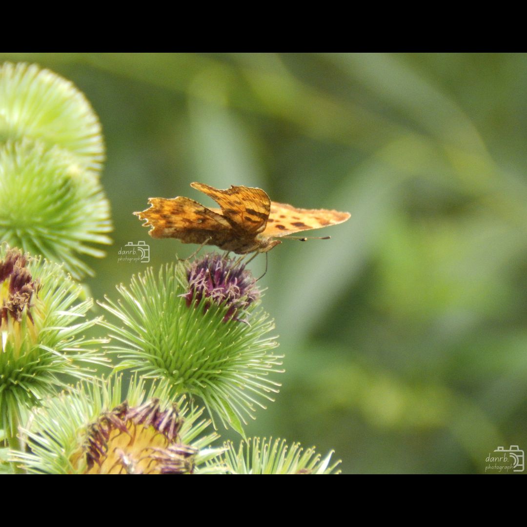 danrbphot0graph's tweet photo. Comma on Thistle!
#photography #comma #butterfly #thistle #flower https://t.co/WR4sfyX5Cw