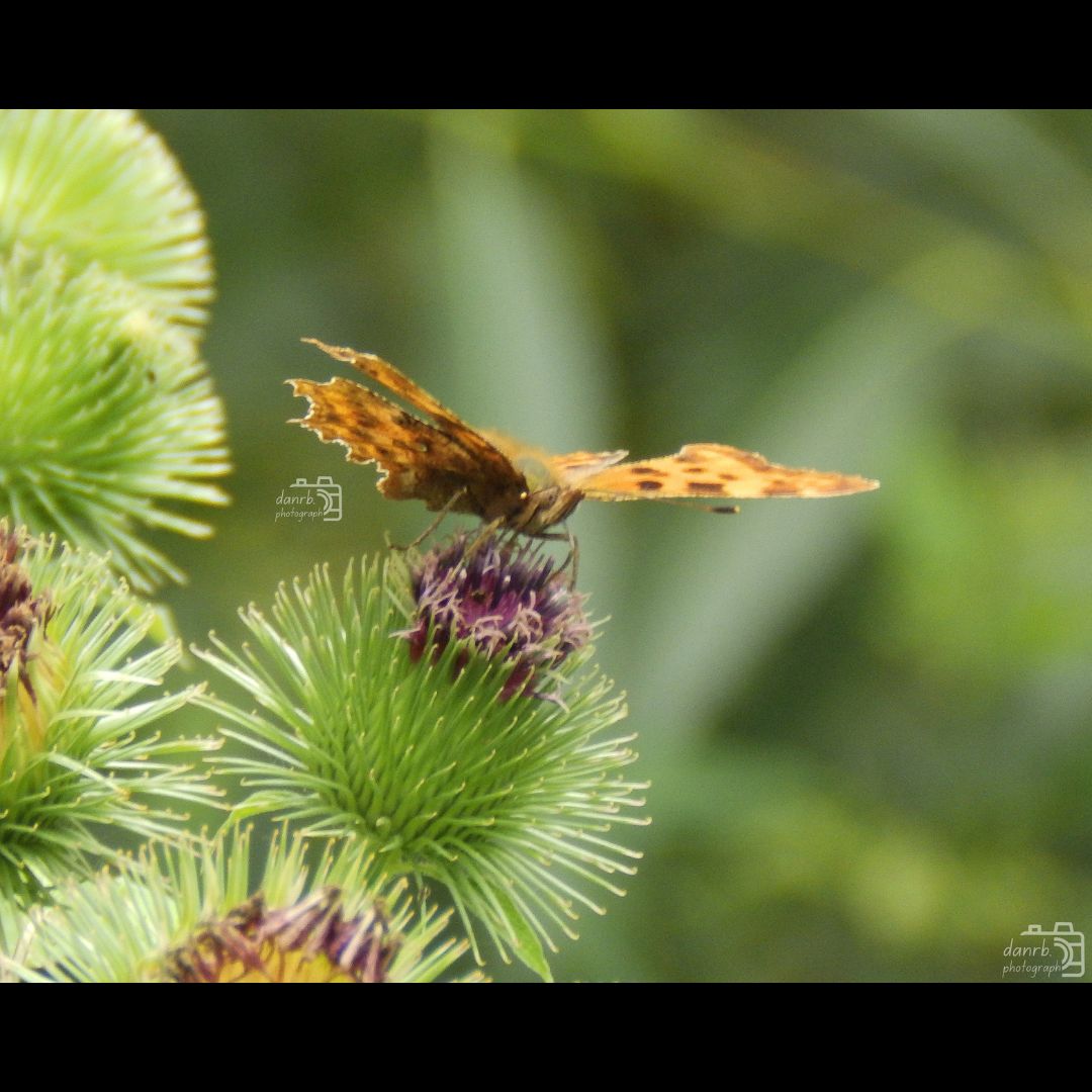 danrbphot0graph's tweet photo. Comma on Thistle!
#photography #comma #butterfly #thistle #flower https://t.co/WR4sfyX5Cw