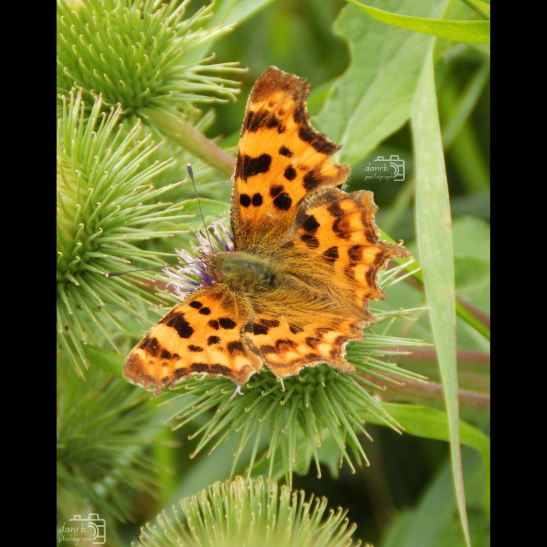 danrbphot0graph's tweet photo. Comma on Thistle!
#photography #comma #butterfly #thistle #flower https://t.co/WR4sfyX5Cw