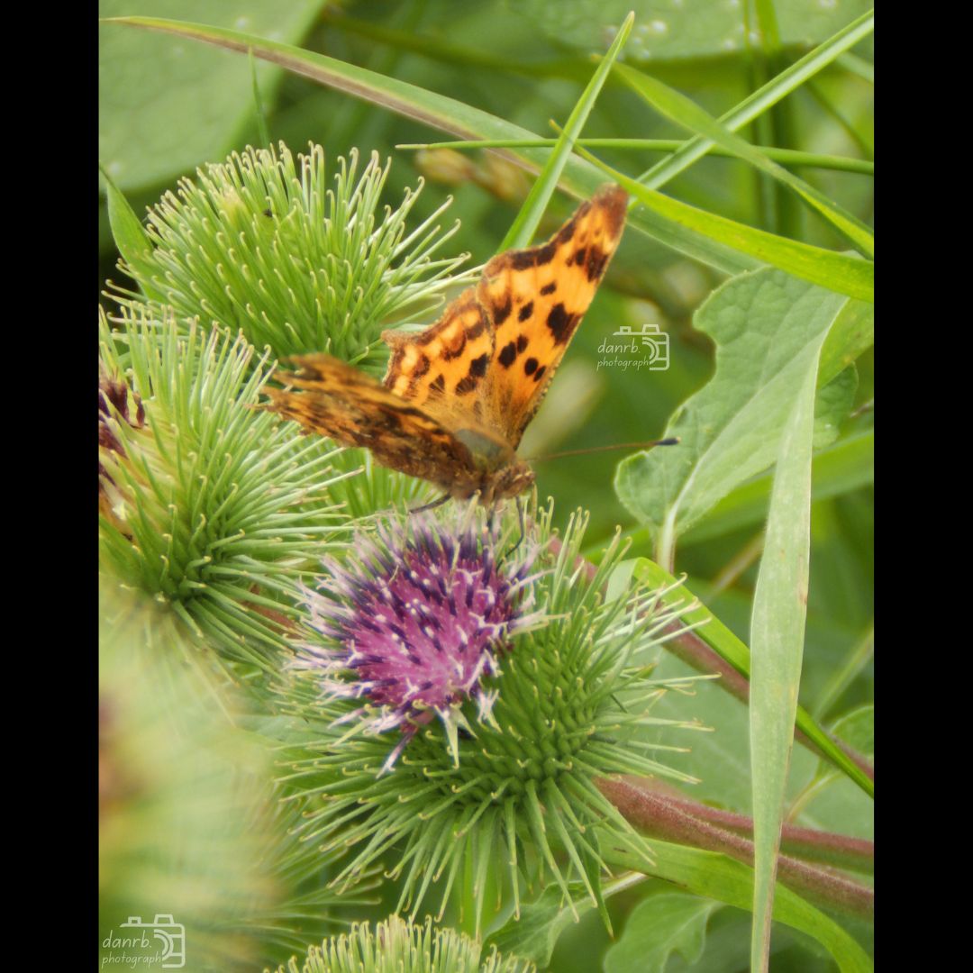 danrbphot0graph's tweet photo. Comma on Thistle!
#photography #comma #butterfly #thistle #flower https://t.co/WR4sfyX5Cw