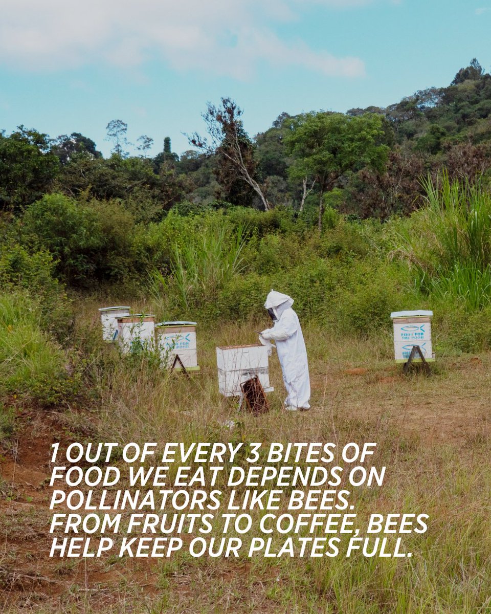 FoodForThePoor's tweet photo. Small bees can create big change.  🐝  This World Bee Day, we’re highlighting a beekeeping project in La Begue, Haiti that will help equip 150 farmers with training, bee colonies, and tools to build sustainable income for their families. Learn more.💛  https://t.co/otFcVZumLL https://t.co/u2x4EhUxBt
