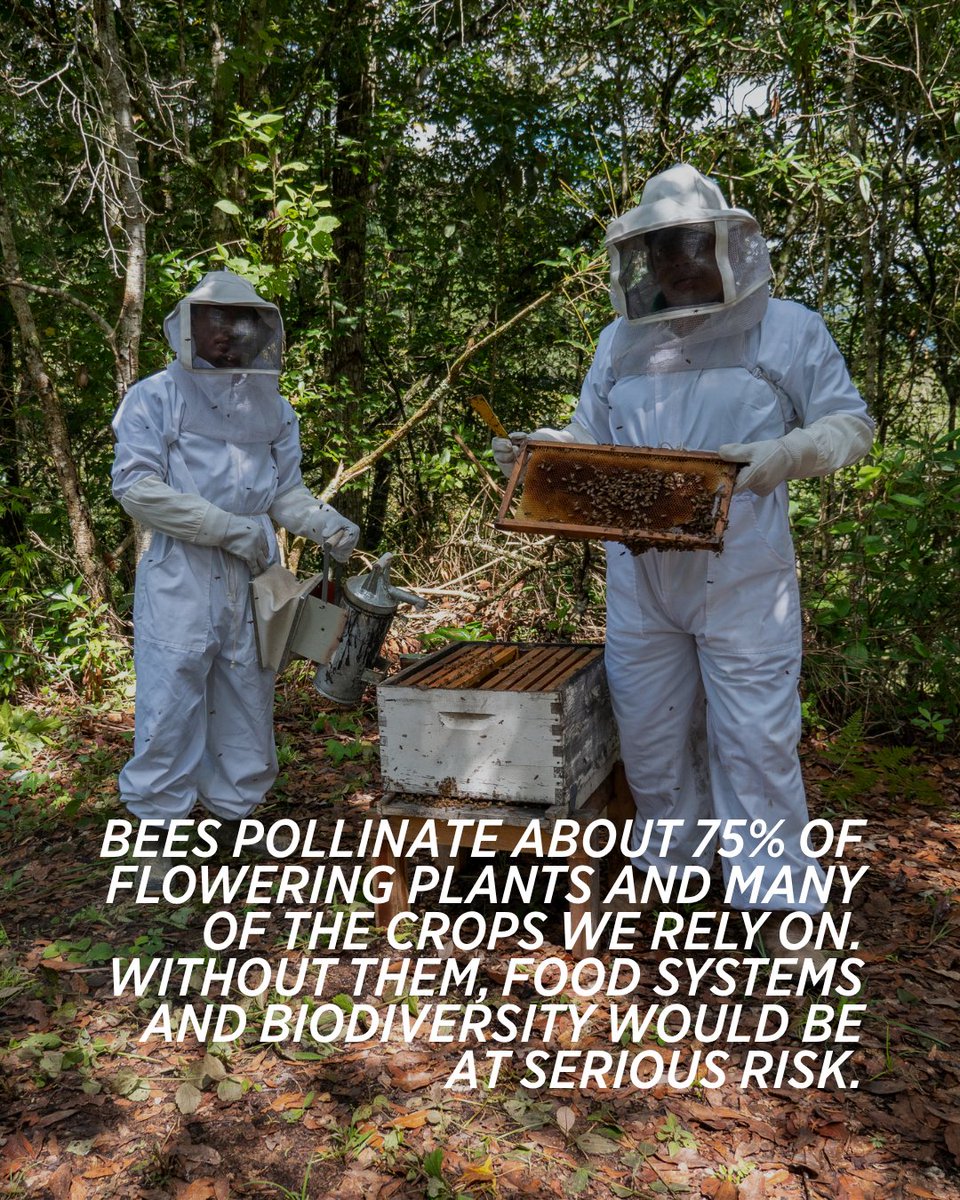 FoodForThePoor's tweet photo. Small bees can create big change.  🐝  This World Bee Day, we’re highlighting a beekeeping project in La Begue, Haiti that will help equip 150 farmers with training, bee colonies, and tools to build sustainable income for their families. Learn more.💛  https://t.co/otFcVZumLL https://t.co/u2x4EhUxBt