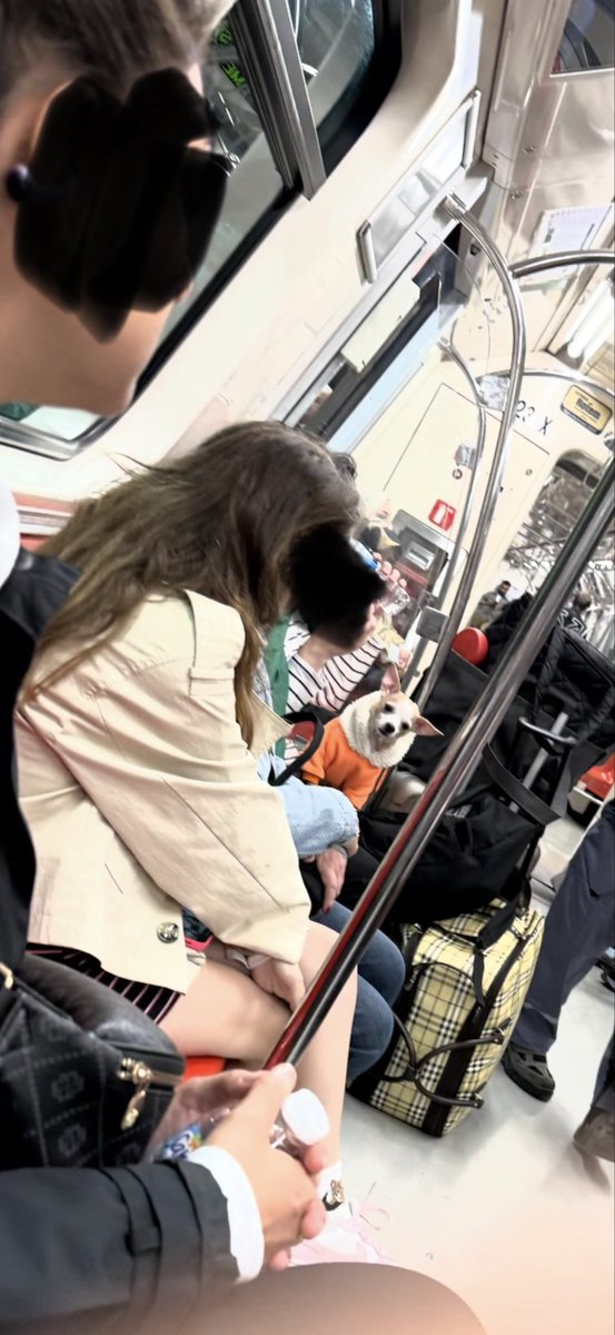 myworlditis35's tweet photo. @cetinkayakoc Gayrettepe metrosunda, tasmasız sahibinin kucağında oturan köpek, akan salyası ve nefes kokusu sebebiyle yanında oturan teyze ayağa kalkmak zorunda kaldı, ama köpekli kadın istifini bile bozmadı, olacak iş mi? Önce insan, katı kurallar gerekli https://t.co/68ztIj6Lgm