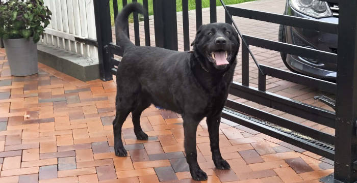 LabradoryOrg's tweet photo. Może znajdzie się ktoś, kto przyganie pieska. Brutus w zamian będzie kochał swojego nowego właściciela całym swoim psim serduszkiem.
Więcej: https://t.co/HyhBkvEZtl
tel: 573981988, 510957071 #labradoryorg #labradorydoadopcji #labrador #labradorretriever #adoptujpsa #domtymczasowy https://t.co/zUEsxxPvrK