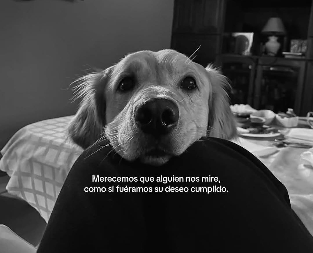 Constelados tweet media