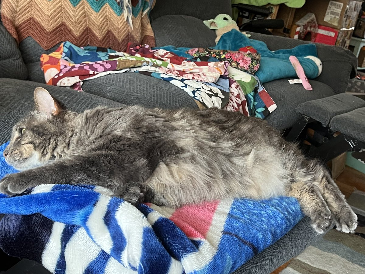 A Cat Named Bitches tweet media