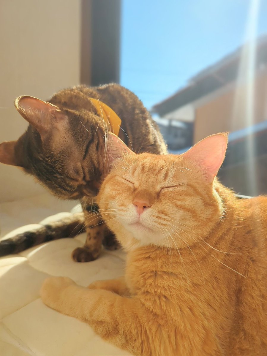 今日のにゃんこ】 イチャイチャしてからに☺️ @ruuiruiruirui