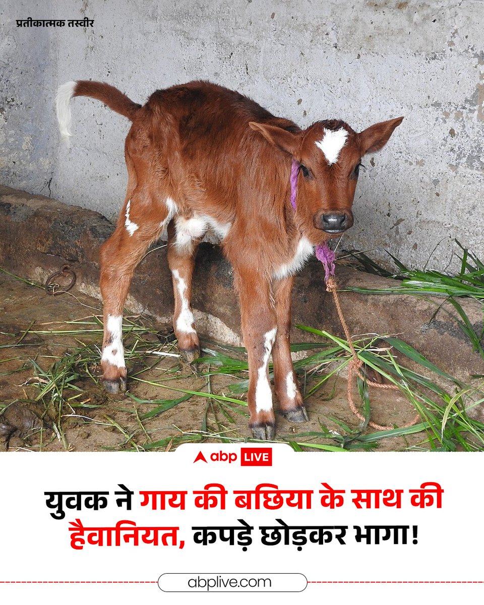 Alokspeakx's tweet photo. कुत्तिया, बकरी तो देखा था अब बछिया भी ?
हाय रे इंसान | https://t.co/vvyCGdbqoD