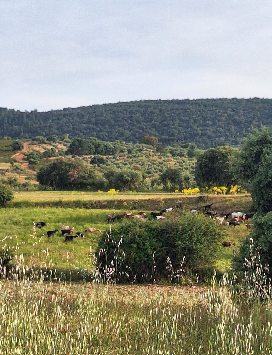10y6valvulas's tweet photo. Los ratos en el campo...ay! #beeee #cencerros https://t.co/15dHb39V6f