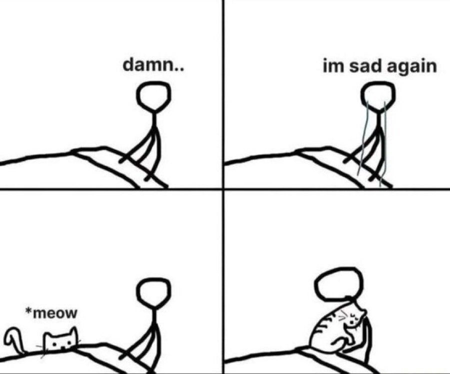 cats with powerful aura tweet media